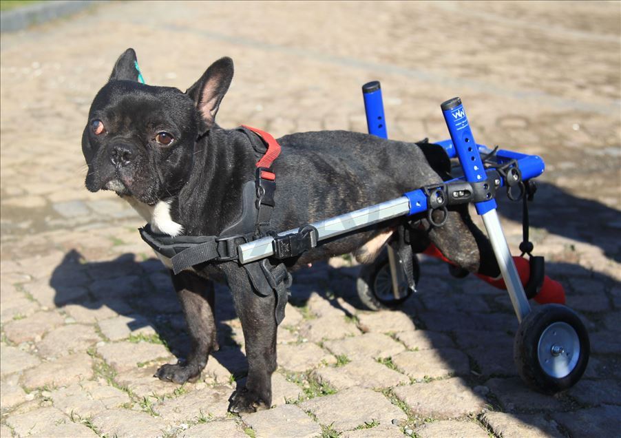 Paralyzed dog Kara Simsek walks again in Turkey's Samsun