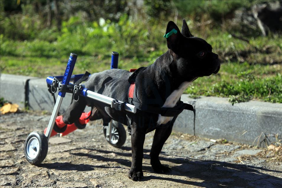 Paralyzed dog Kara Simsek walks again in Turkey's Samsun