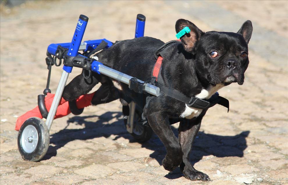 Paralyzed dog Kara Simsek walks again in Turkey's Samsun