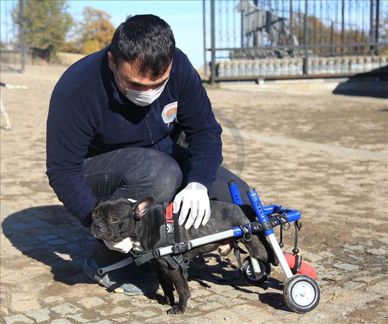 Paralyzed dog Kara Simsek walks again in Turkey's Samsun