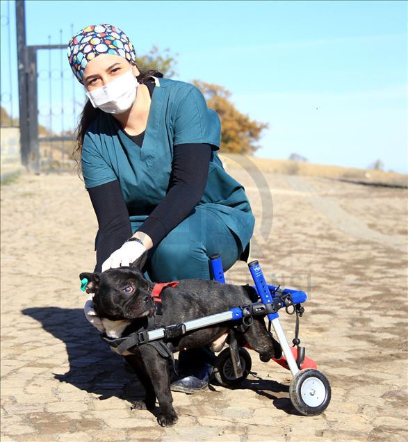 Paralyzed dog Kara Simsek walks again in Turkey's Samsun