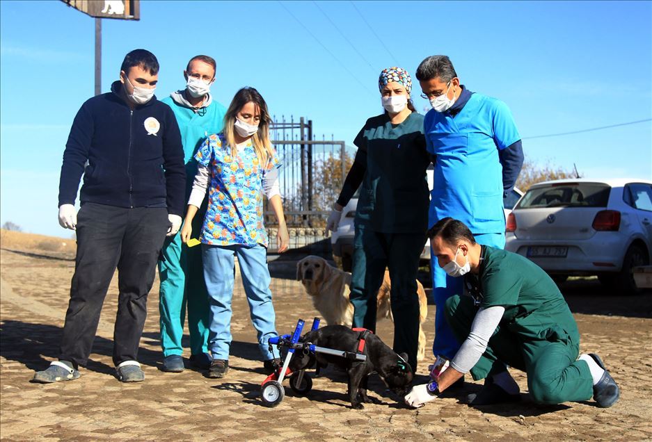 ساخت پای مصنوعی با چرخ برای سگ معلول در سامسون ترکیه