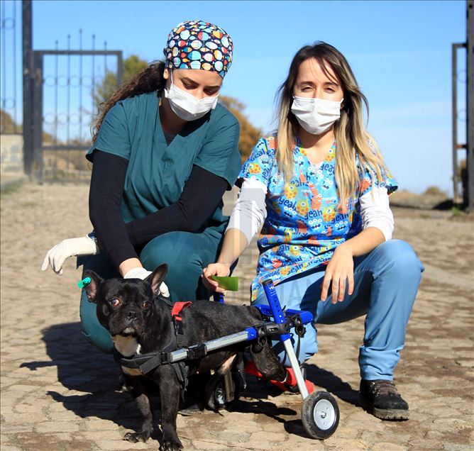 Paralyzed dog Kara Simsek walks again in Turkey's Samsun