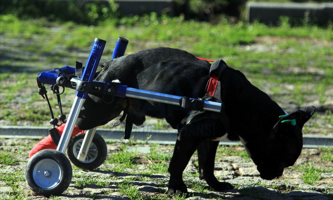 Paralyzed dog Kara Simsek walks again in Turkey's Samsun