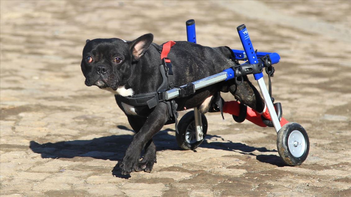 Paralyzed dog Kara Simsek walks again in Turkey's Samsun