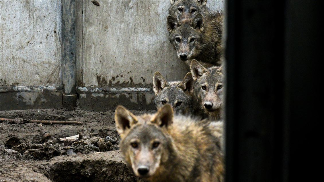 Wolf cubs found by Turkish soldier continue receiving treatment in Turkey's Kars