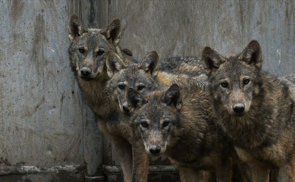 Wolf cubs found by Turkish soldier continue receiving treatment in Turkey's Kars