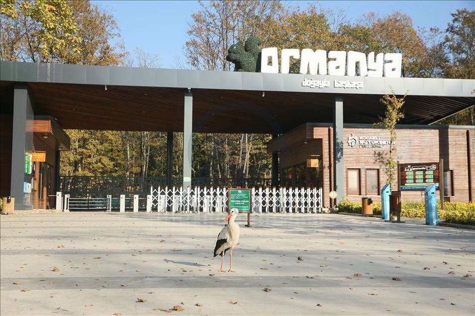 Sonbaharın renk cümbüşünün yaban yaşamla gözlemlendiği adres: "Ormanya"