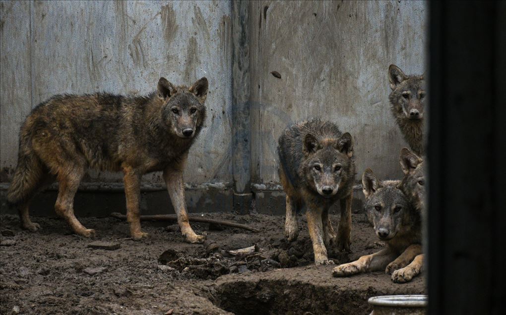 Wolf cubs found by Turkish soldier continue receiving treatment in Turkey's Kars