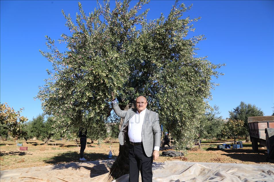 Li Nizîpê berhevkirina zeytûnan dest pê kir