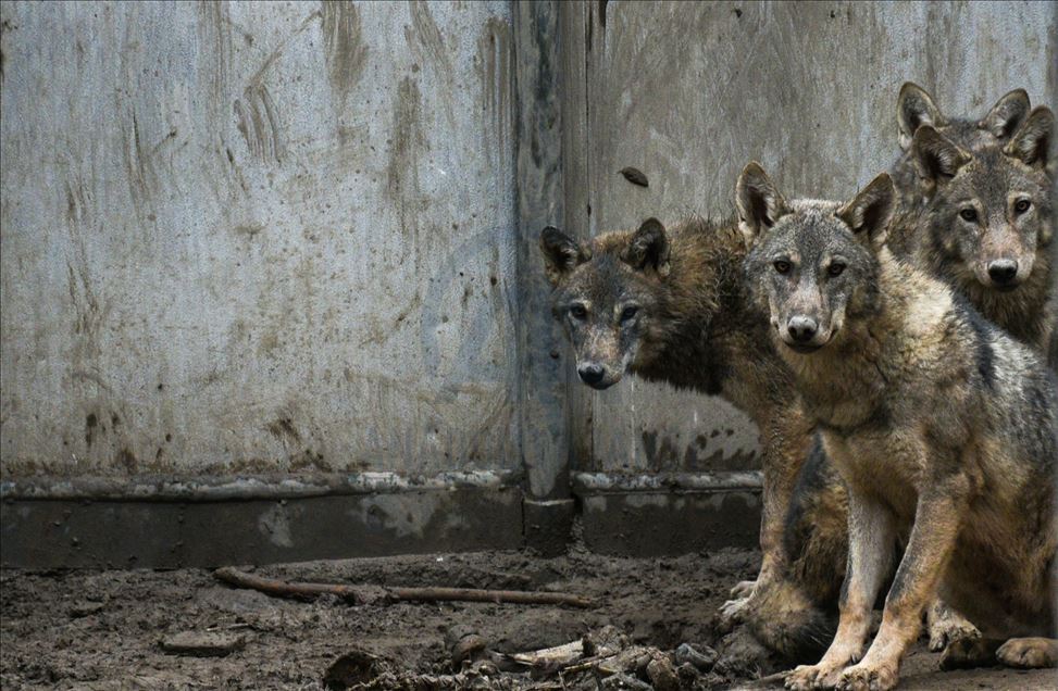 Wolf cubs found by Turkish soldier continue receiving treatment in Turkey's Kars