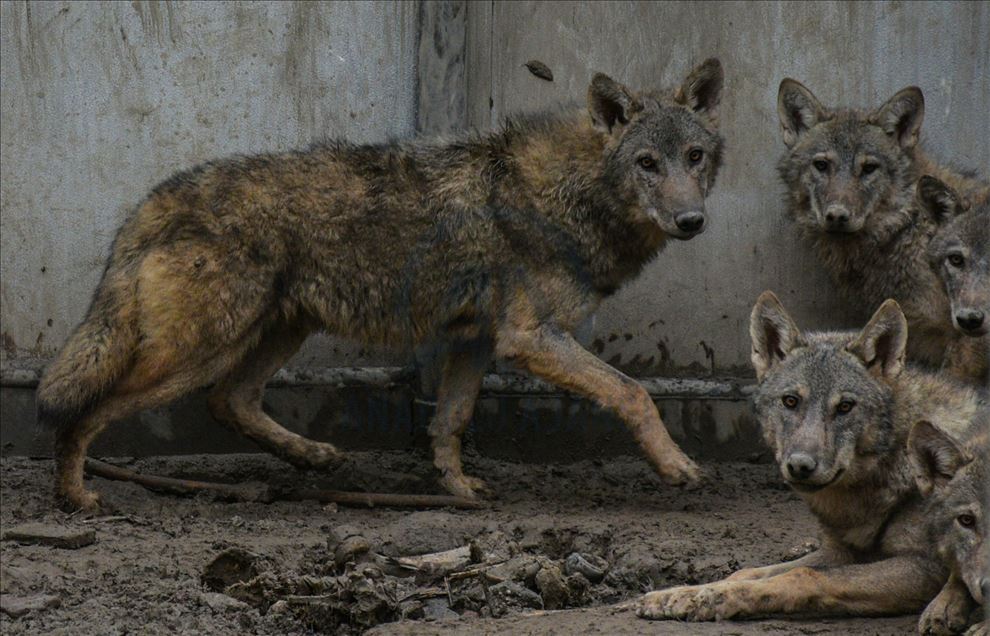 Wolf cubs found by Turkish soldier continue receiving treatment in Turkey's Kars