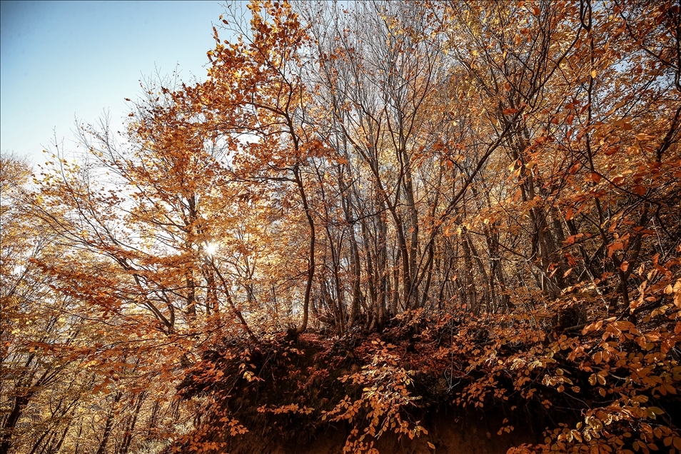 Uludağ'ın eteklerindeki "Çalıkuşu'nun köyünde" sonbahar güzelliği