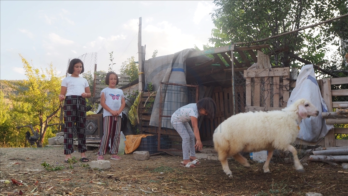 Annesi ölen kuzu, evin çocuklarının "arkadaşı" oldu