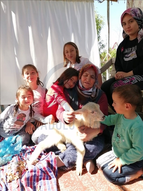 Annesi ölen kuzu, evin çocuklarının "arkadaşı" oldu