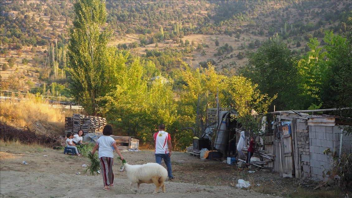 Annesi ölen kuzu, evin çocuklarının "arkadaşı" oldu