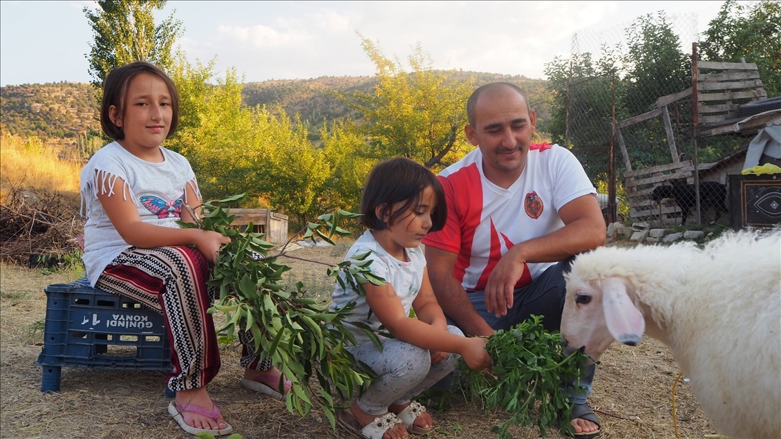 Annesi ölen kuzu, evin çocuklarının "arkadaşı" oldu