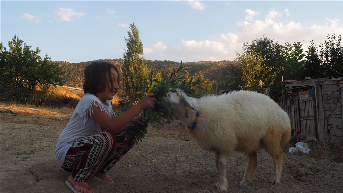 Annesi ölen kuzu, evin çocuklarının "arkadaşı" oldu