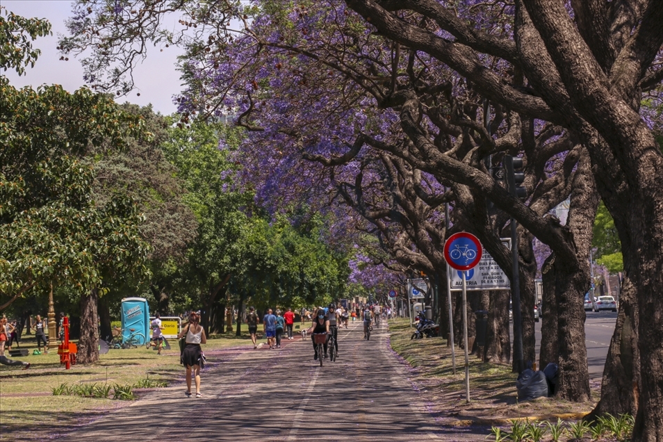 Jacaranda trees in bloom in Buenos Aires