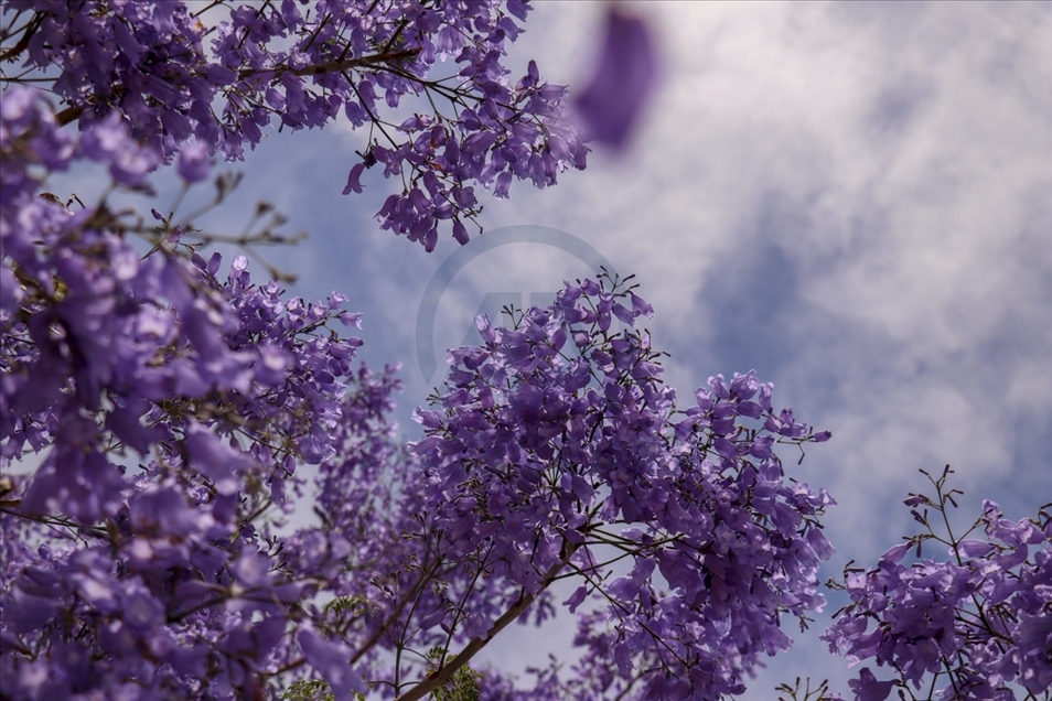 Jacaranda trees in bloom in Buenos Aires