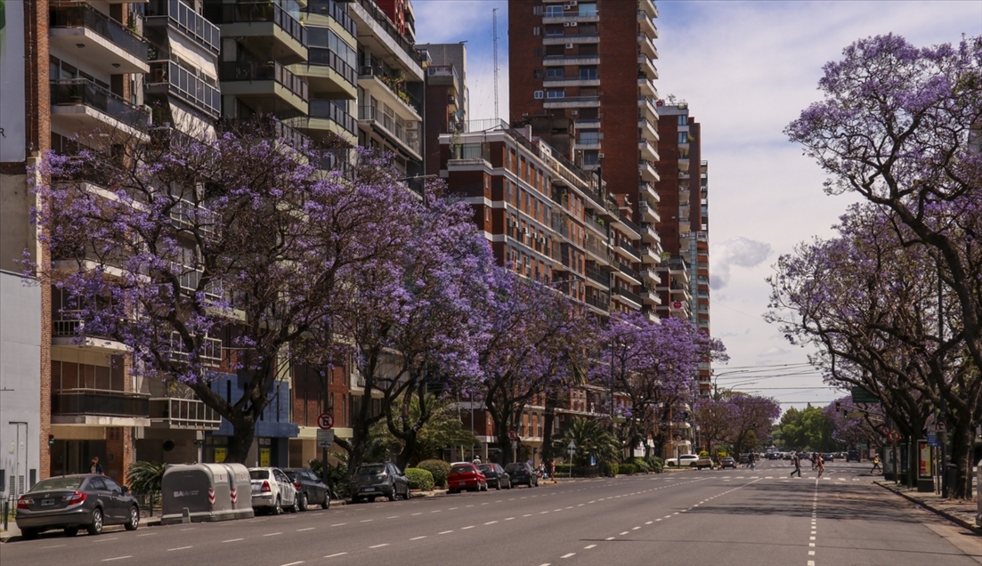 Pemandangan kota Buenos Aires dipenuhi pohon Jacaranda