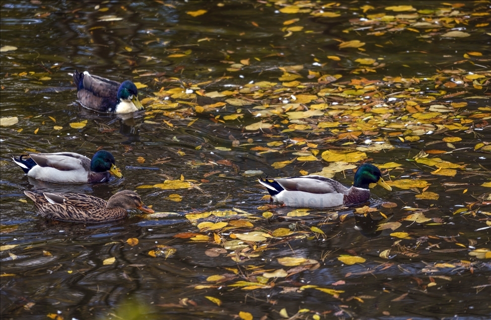 Ataturk Arboretum with fall foliage in Istanbul