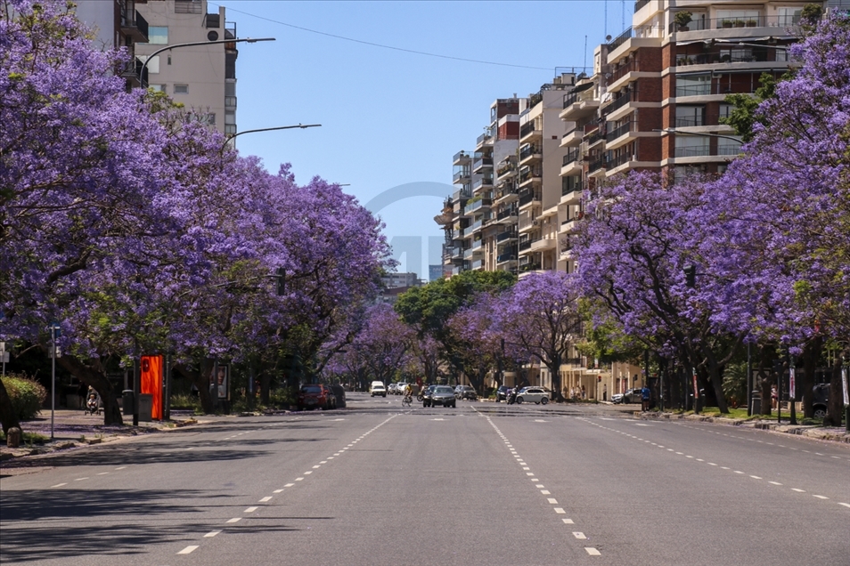 Pemandangan kota Buenos Aires dipenuhi pohon Jacaranda