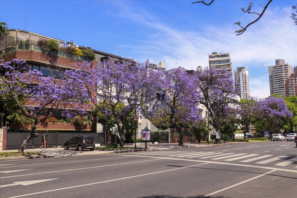 Jacaranda trees in bloom in Buenos Aires