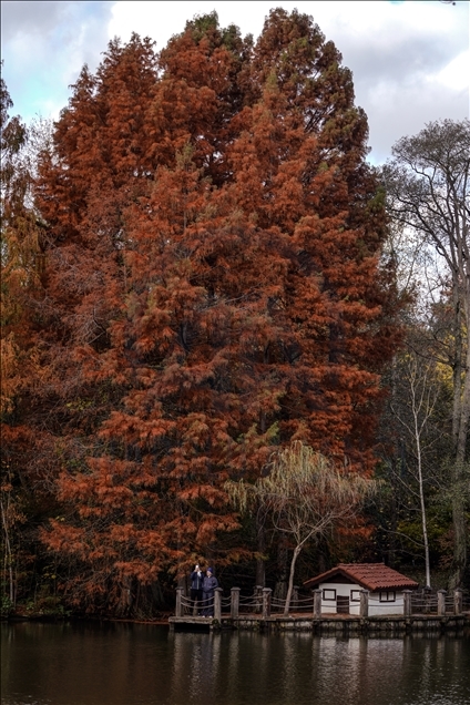 Ataturk Arboretum with fall foliage in Istanbul