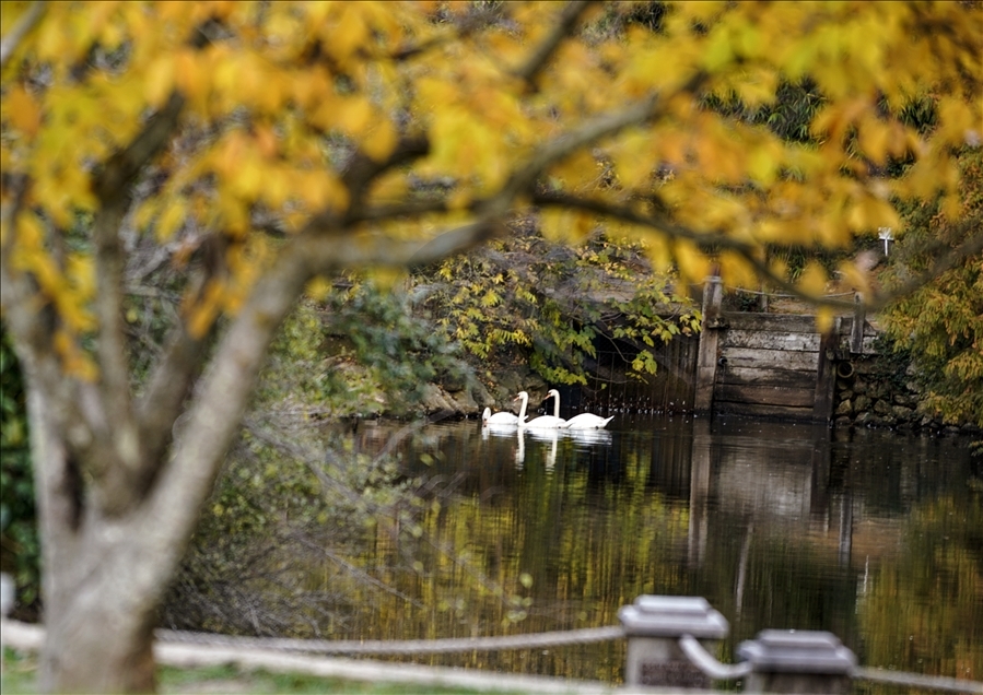 Ataturk Arboretum with fall foliage in Istanbul