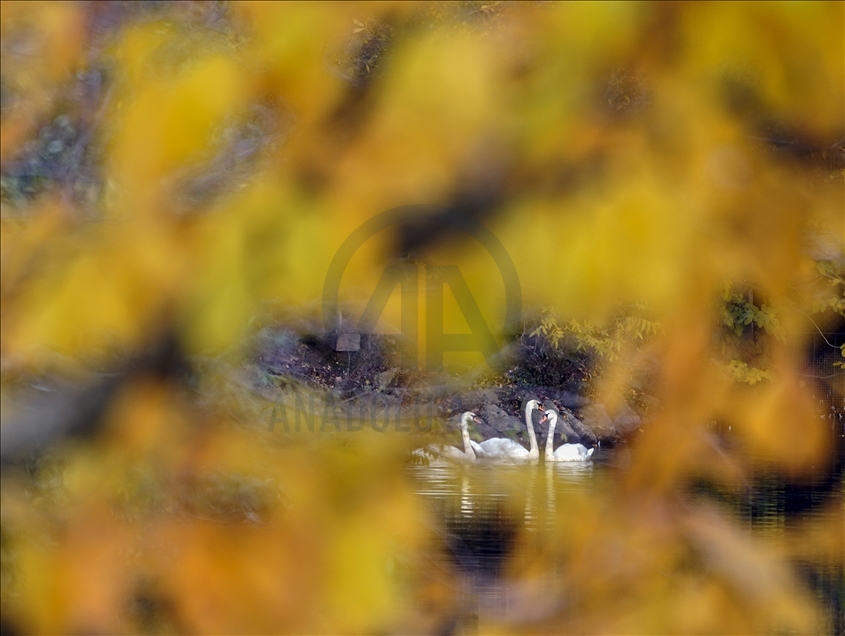Ataturk Arboretum with fall foliage in Istanbul