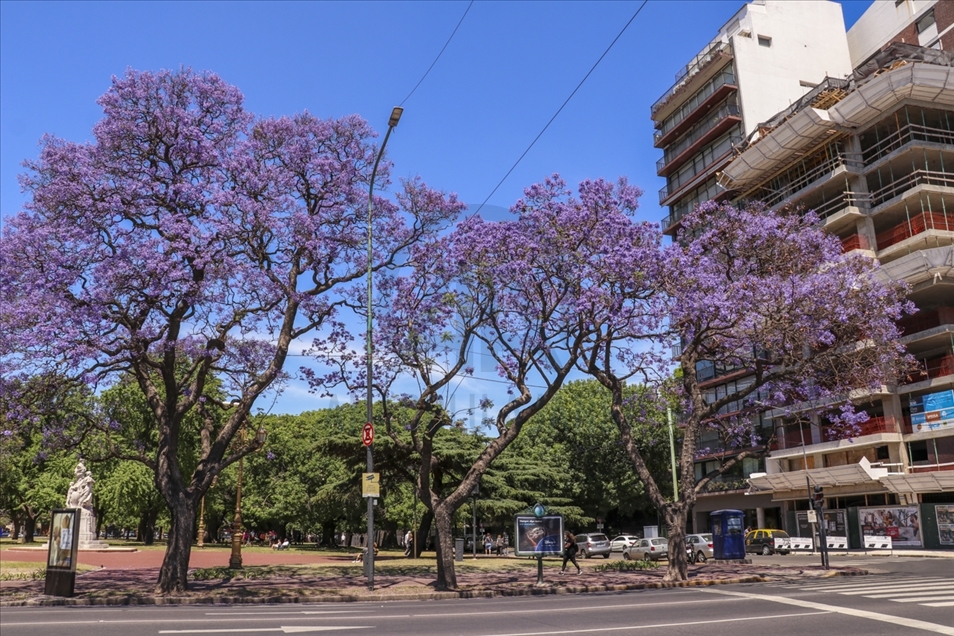 Pemandangan kota Buenos Aires dipenuhi pohon Jacaranda