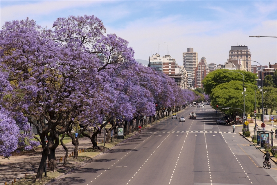 Pemandangan kota Buenos Aires dipenuhi pohon Jacaranda