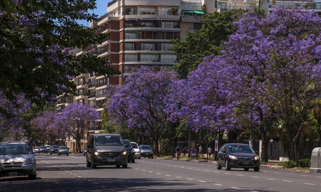 Pemandangan kota Buenos Aires dipenuhi pohon Jacaranda
