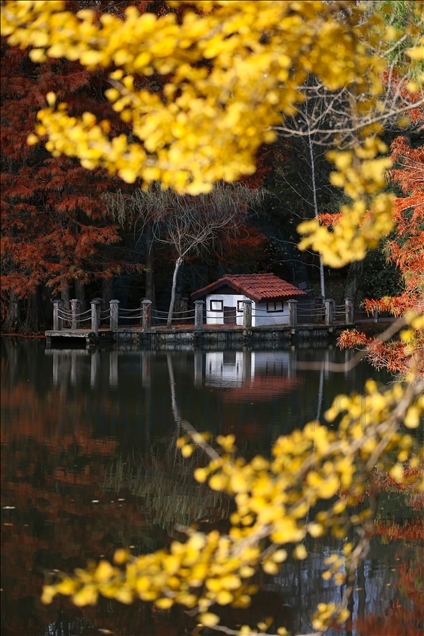 Ataturk Arboretum with fall foliage in Istanbul