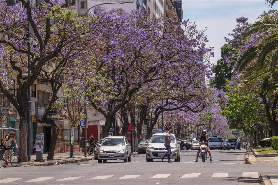 Rrugët e Buenos Aires kaplohen me ngjyrat e pemës Jacaranda