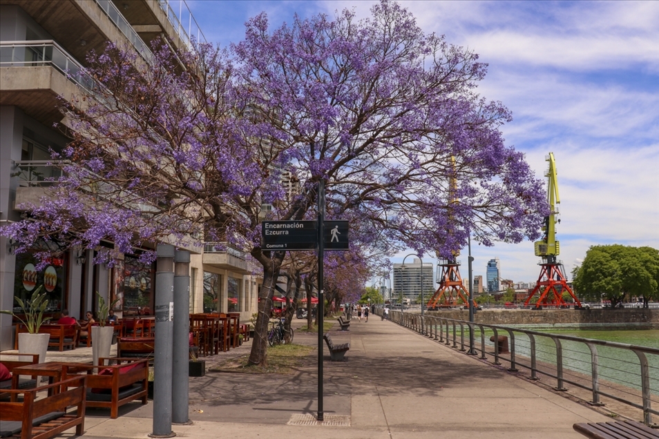 Pemandangan kota Buenos Aires dipenuhi pohon Jacaranda