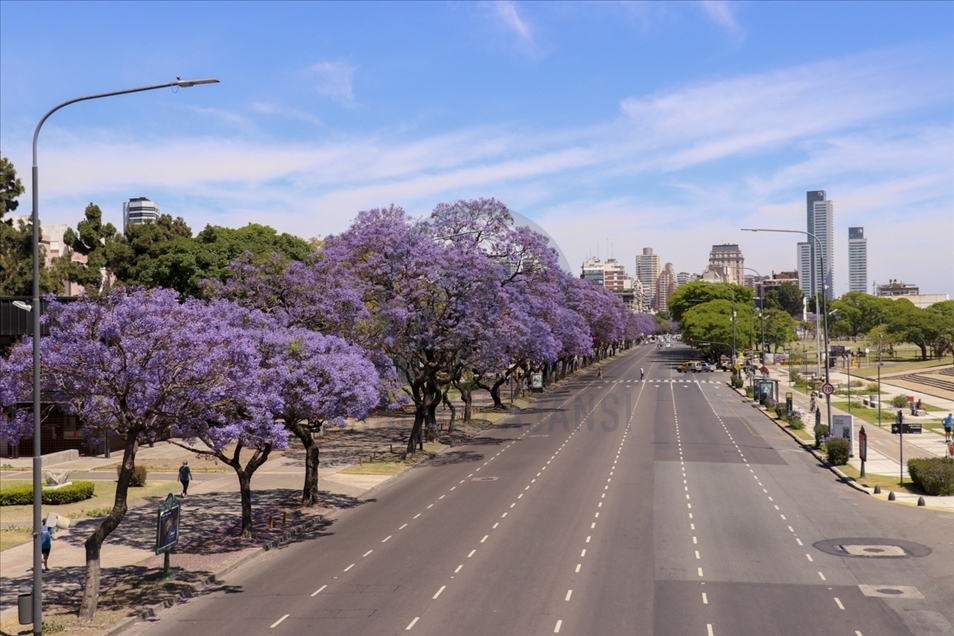 Pemandangan kota Buenos Aires dipenuhi pohon Jacaranda