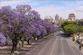 Pemandangan kota Buenos Aires dipenuhi bunga Jacaranda