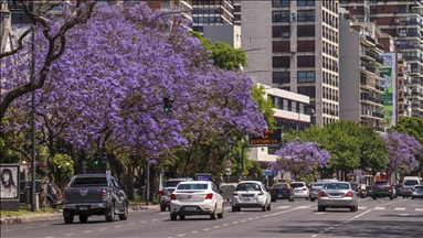 Rrugët e Buenos Aires kaplohen me ngjyrat e pemës Jacaranda