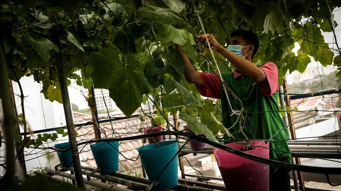 Dampak ekonomi akibat virus buat warga Malaysia beralih jadi petani kota