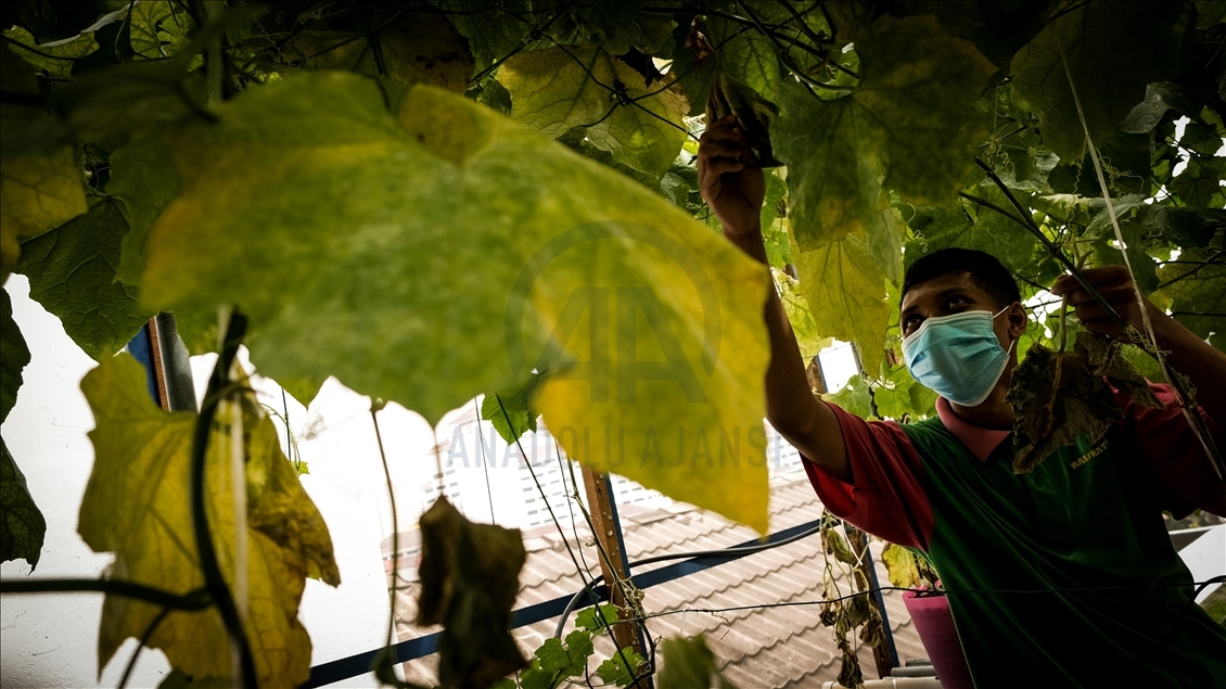 Dampak ekonomi akibat virus buat warga Malaysia beralih jadi petani kota
