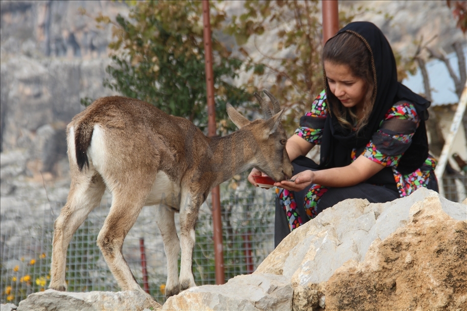 Turkish girl takes care of a mountain goat in Turkey's Hakkari