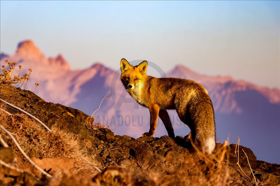 Hungry fox searching for food in Turkey's Hakkari