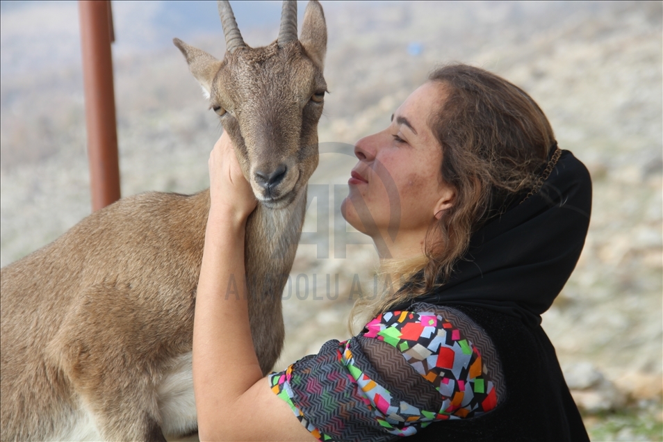 Turkish girl takes care of a mountain goat in Turkey's Hakkari