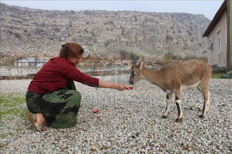 Keçika ji Hekariyê bizina kovî ya ji çolê dîtiye wek çavê xwe xwedî dike