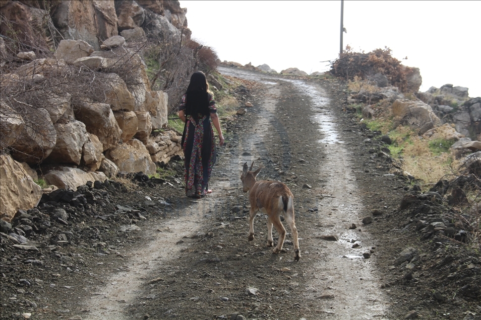 Turkish girl takes care of a mountain goat in Turkey's Hakkari