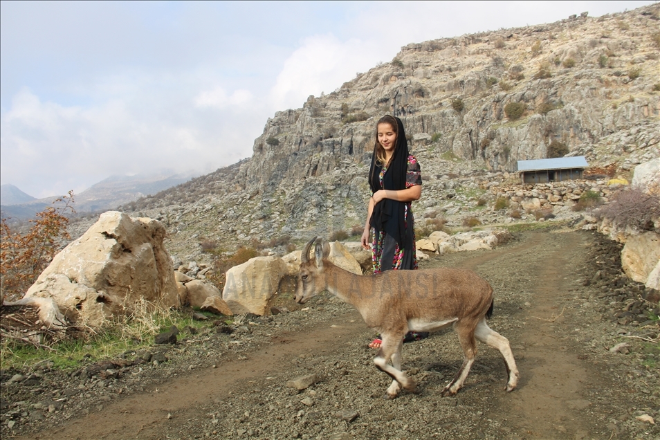 Keçika ji Hekariyê bizina kovî ya ji çolê dîtiye wek çavê xwe xwedî dike