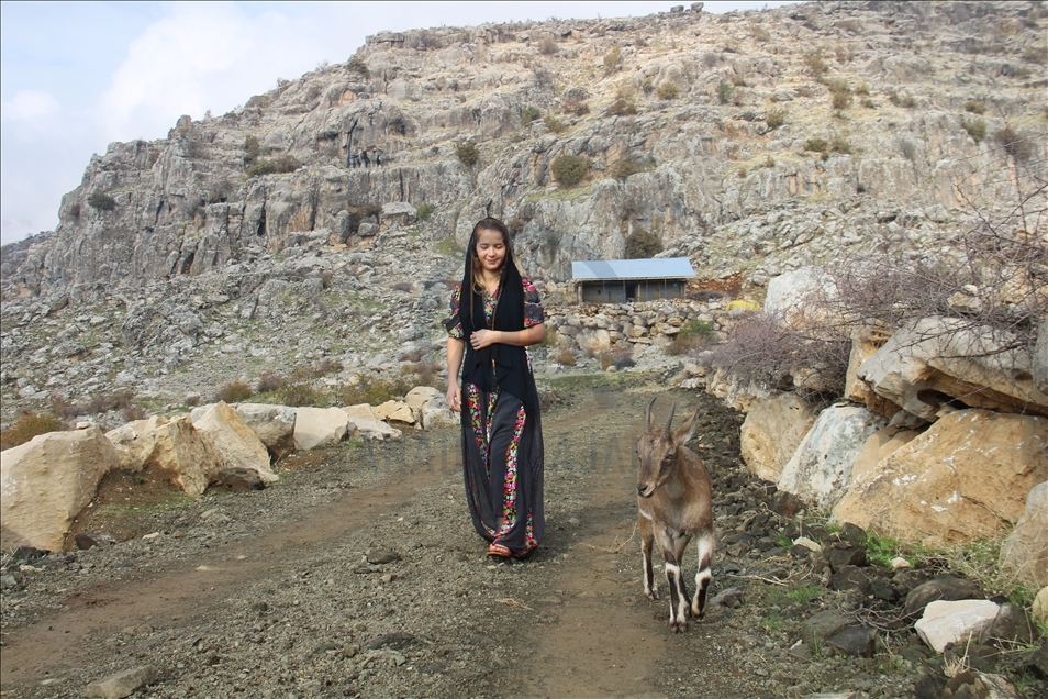 Keçika ji Hekariyê bizina kovî ya ji çolê dîtiye wek çavê xwe xwedî dike
