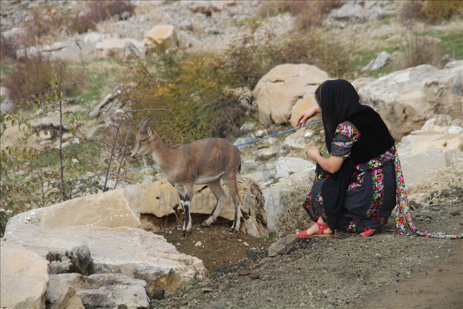 Keçika ji Hekariyê bizina kovî ya ji çolê dîtiye wek çavê xwe xwedî dike